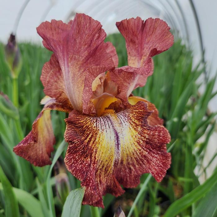 Iris germanica Paprika Fono's