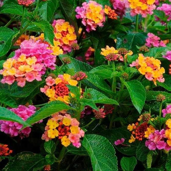 Lantana camara Confetti&trade;