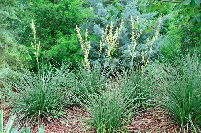 Hesperaloe parviflora Yellow