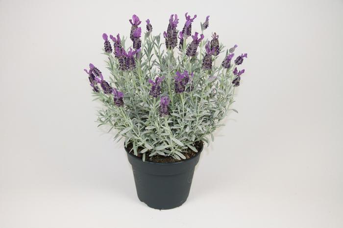 Lavandula stoechas Anouk Silver