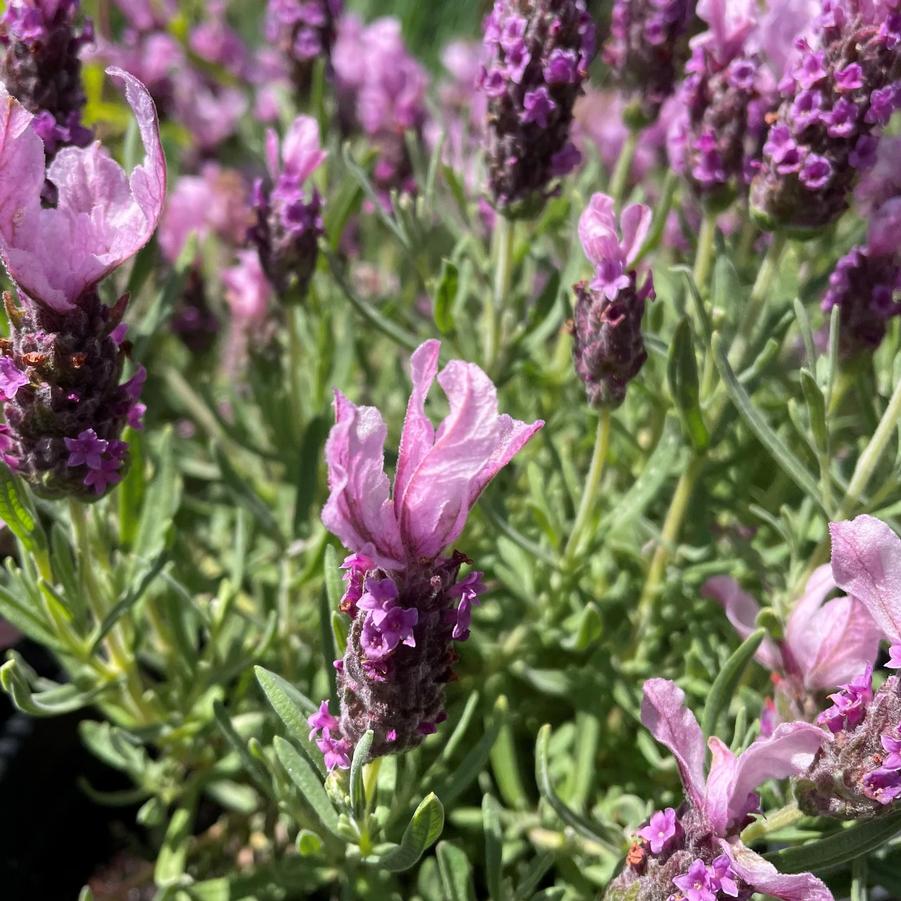 Lavandula stoechas Madrid&reg; Lavish&reg; Pink