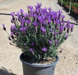 Lavandula stoechas New Madrid&reg; Lavish&reg; Purple
