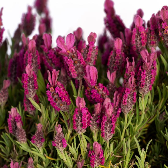 Lavandula stoechas Pretty in Pink