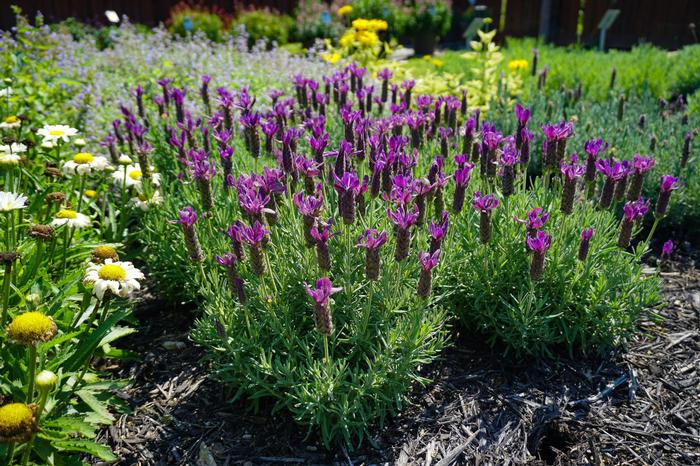 Lavandula stoechas Primavera