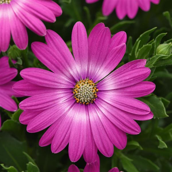 Osteospermum Zion&trade; Pink Orbit