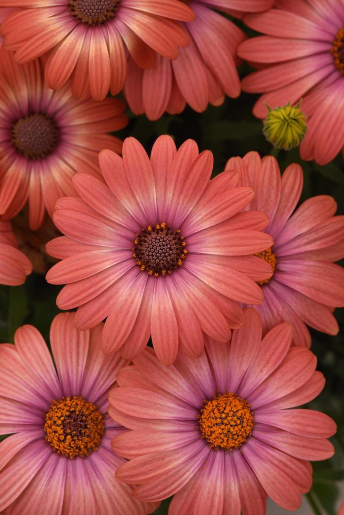 Osteospermum ecklonis Serenity&trade; Coral Magic