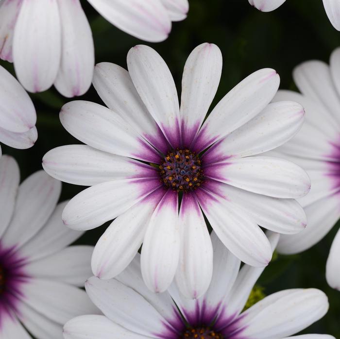 Osteospermum ecklonis Serenity&trade; Lavender Frost