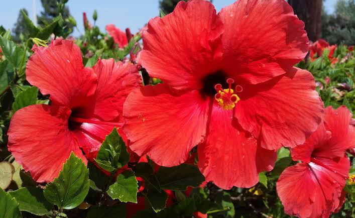Hibiscus rosa-sinensis Brilliant