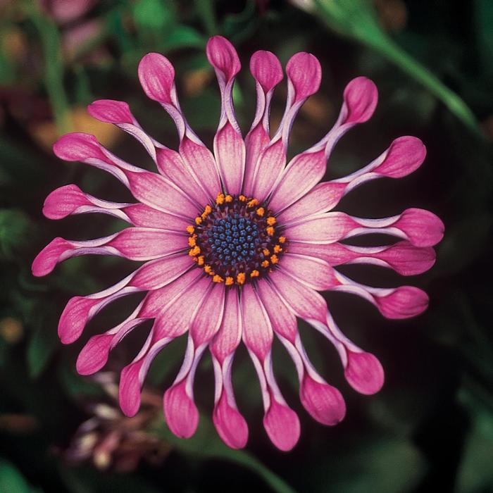 Osteospermum ecklonis FlowerPower&trade; Spider Pink