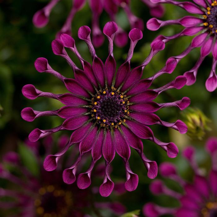 Osteospermum ecklonis FlowerPower&trade; Spider Purple
