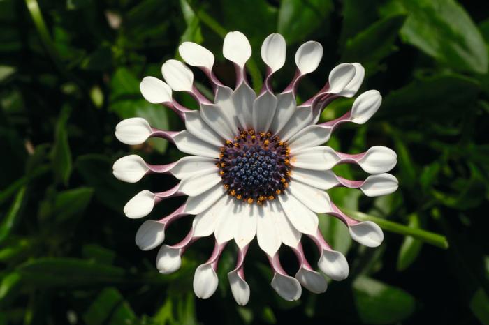 Osteospermum ecklonis FlowerPower&trade; Spider White