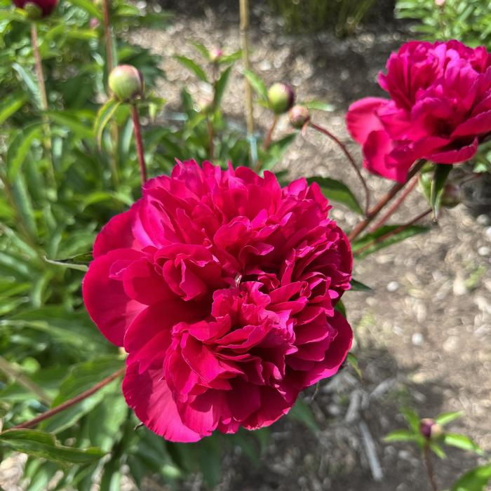 Paeonia lactiflora Big Ben