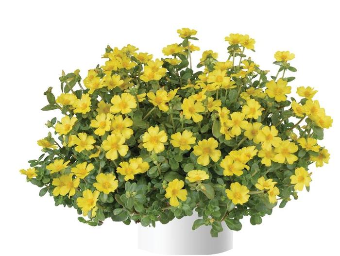 Portulaca oleracea Pazazz Nano&trade; Yellow