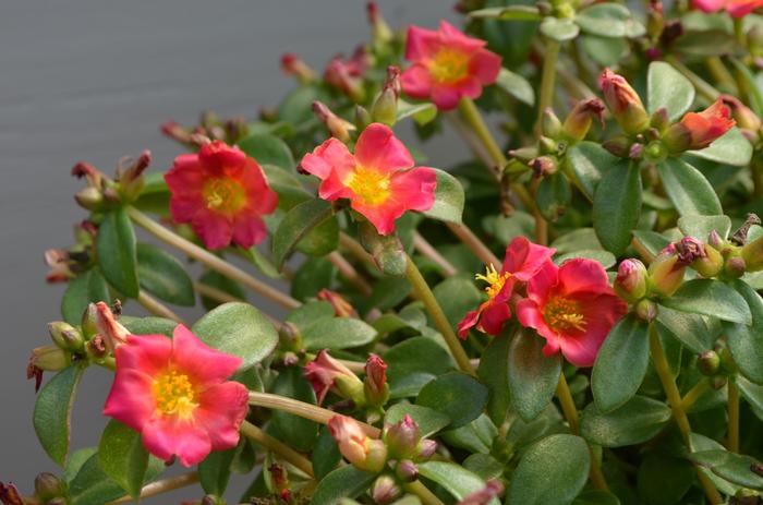Portulaca oleracea Pazazz Nano&trade; Fuchsia