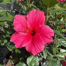 Hibiscus rosa-sinensis Lipstick