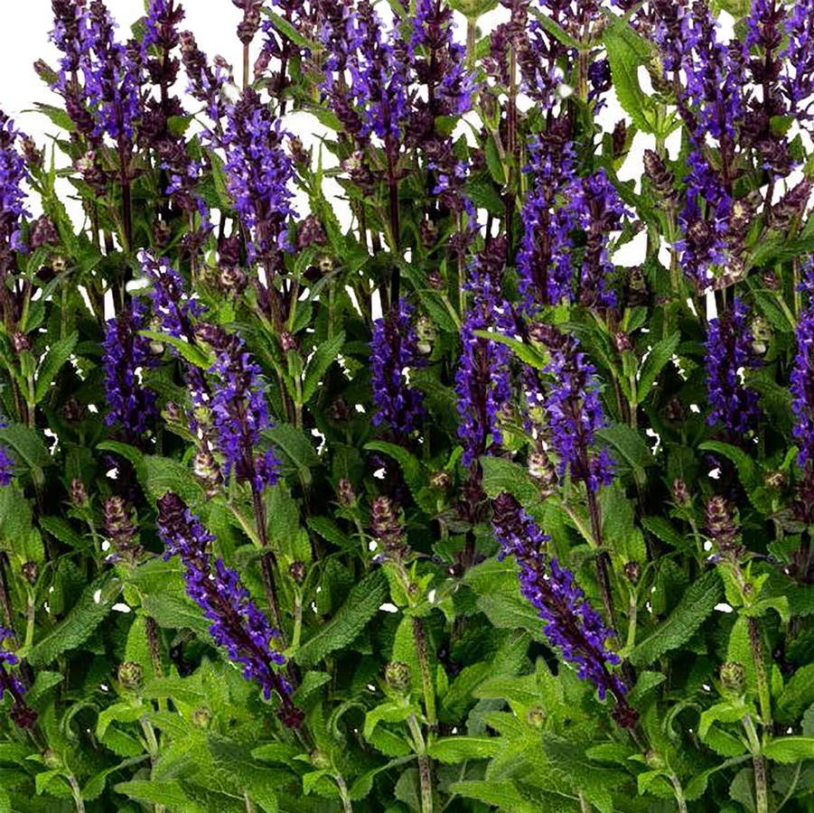 Salvia Noble Knight