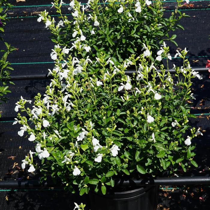 Salvia greggii Mirage&trade; White