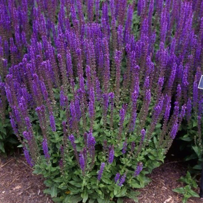 Salvia nemorosa Dark Matter&trade;