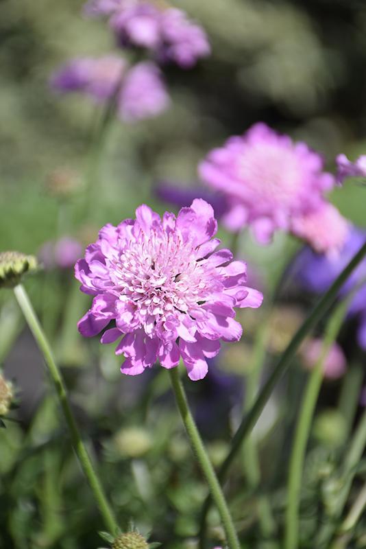 Scabiosa columbaria Giga&trade; Giga Pink