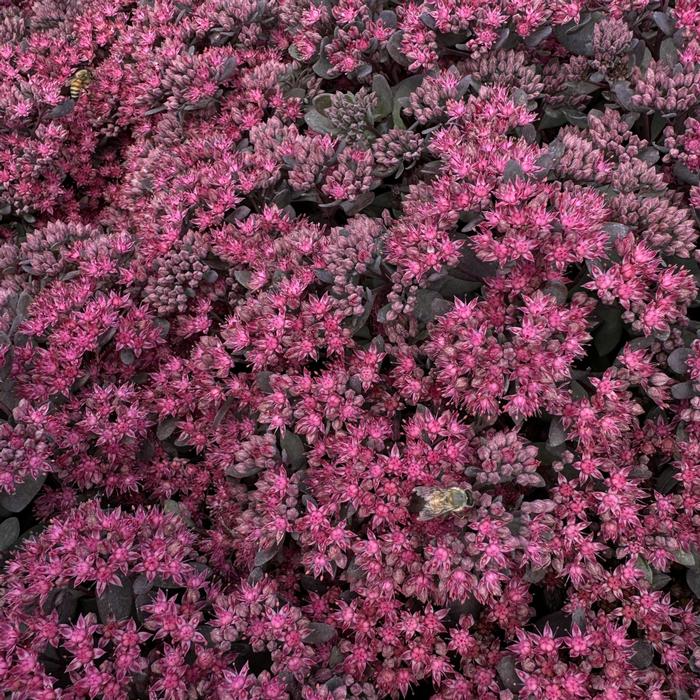 Sedum Sunsparkler&reg; Dazzleberry
