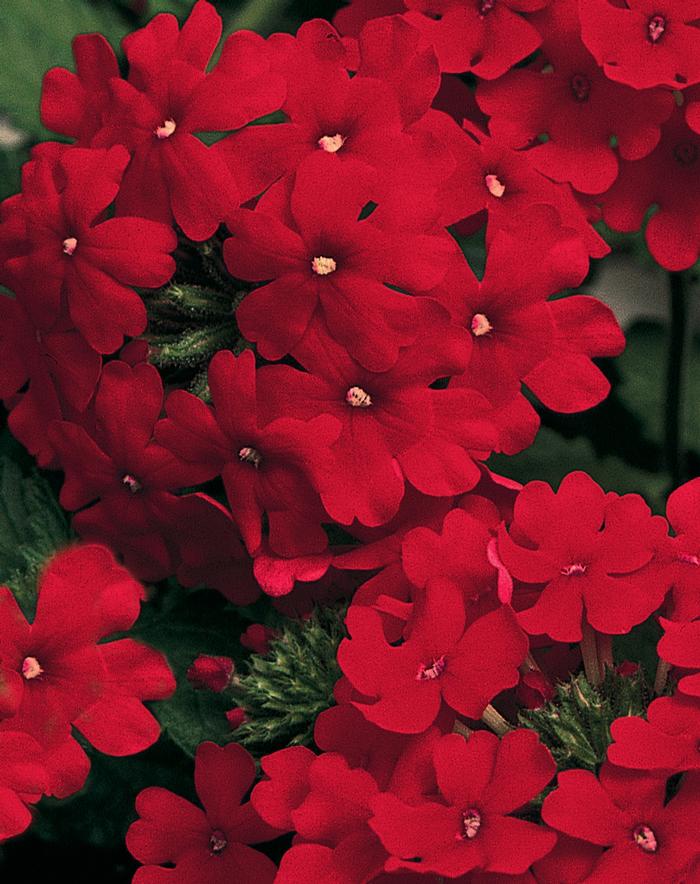 Verbena Lanai&reg; Red