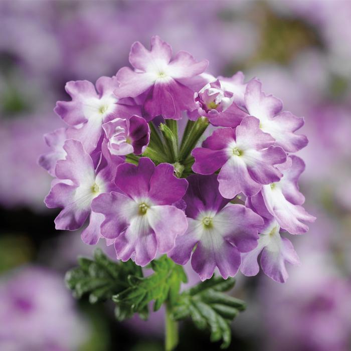 Verbena Lanai&reg; Compact Twister Purple