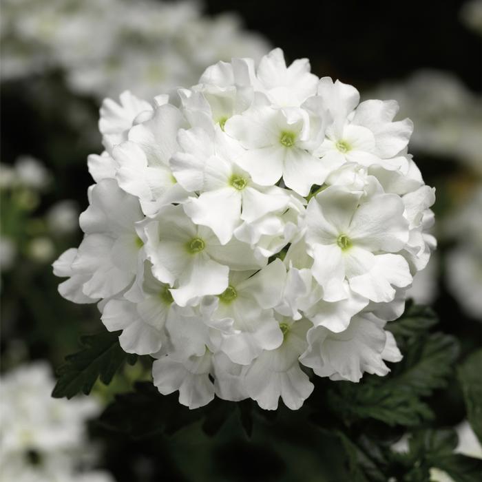 Verbena Lanai&reg; White