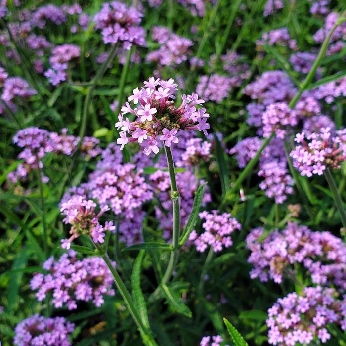 Verbena bonariensis Lollipop