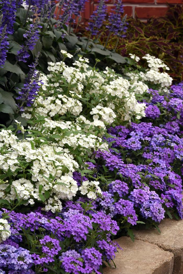 Verbena peruviana EnduraScape&trade; White