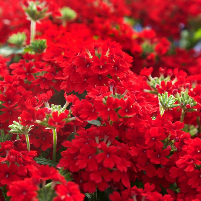 Verbena peruviana EnduraScape&trade; Red