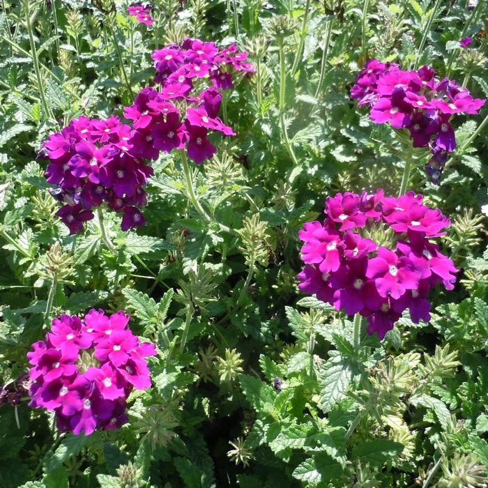 Verbena peruviana EnduraScape&trade; Purple