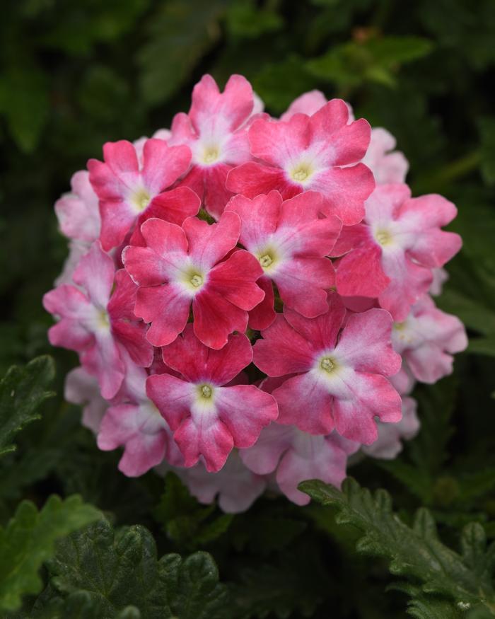 Verbena peruviana EnduraScape&trade; Pink Fizz