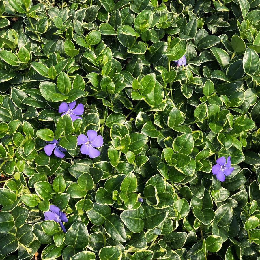 Vinca minor Ralph Shugert