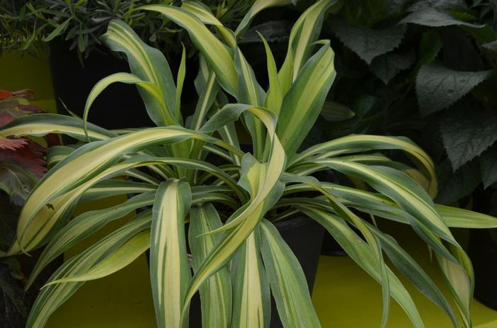 Beschorneria yuccoides Flamingo Glow