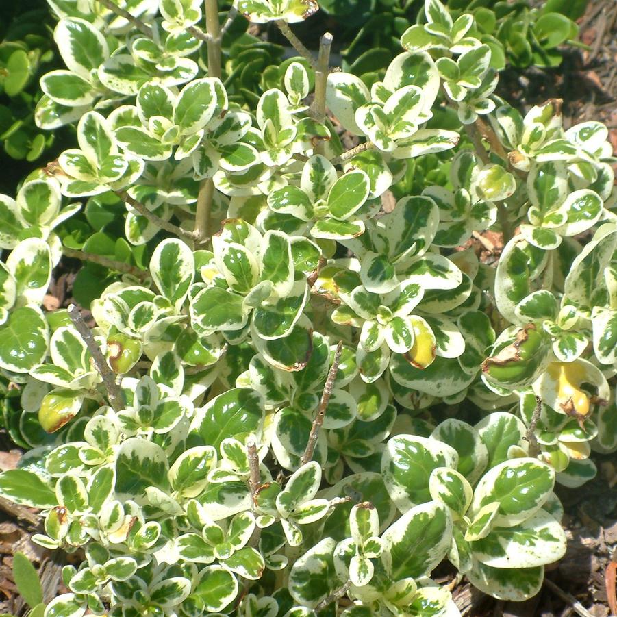 Coprosma repens Marble Queen