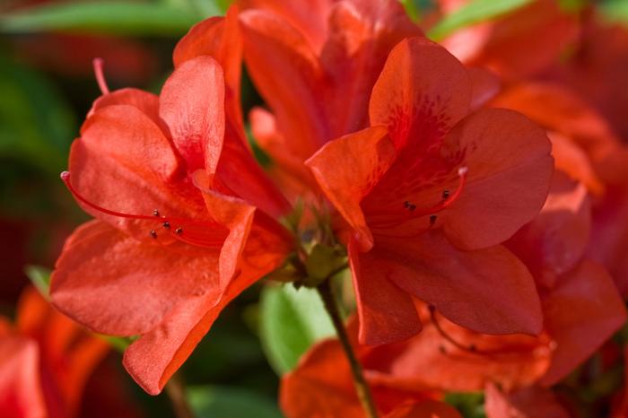 Rhododendron Encore&reg; Autumn Bravo&reg'