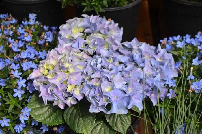 Hydrangea macrophylla Early Blue