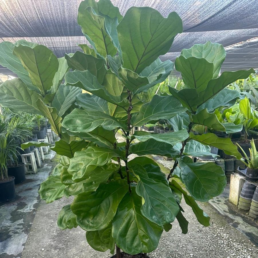 Ficus lyrata 