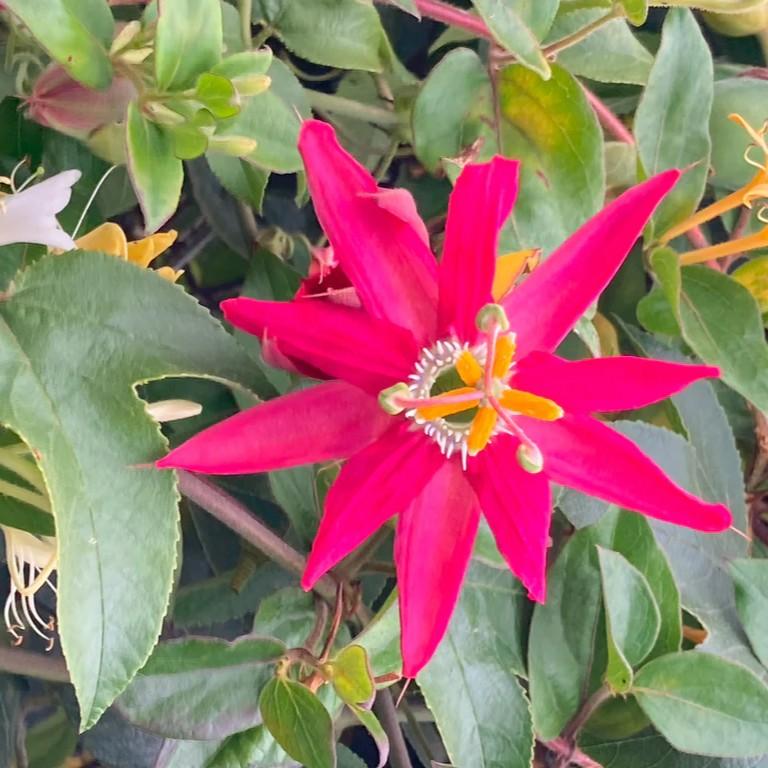 Passiflora jamesonii Coral Sea