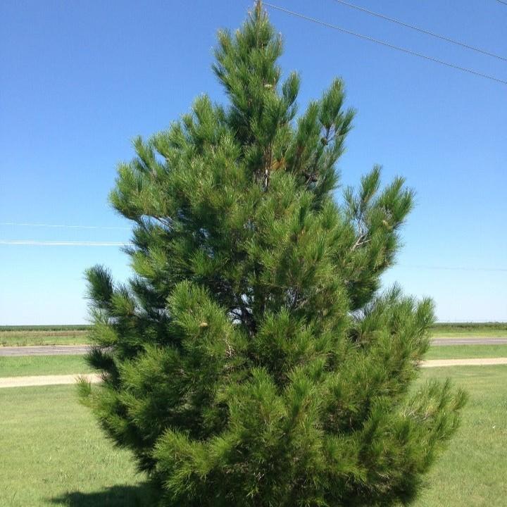 Pinus brutia ssp. eldarica 