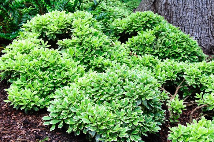 Pittosporum tobira Creme de Mint&trade;