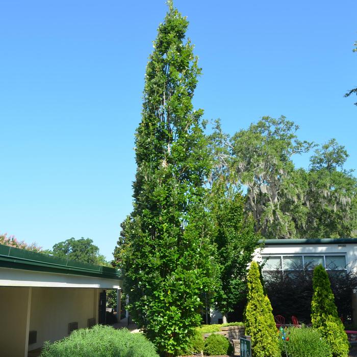 Quercus x warei Regal Prince&reg;