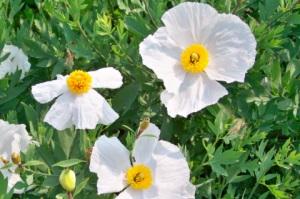 Romneya coulteri 