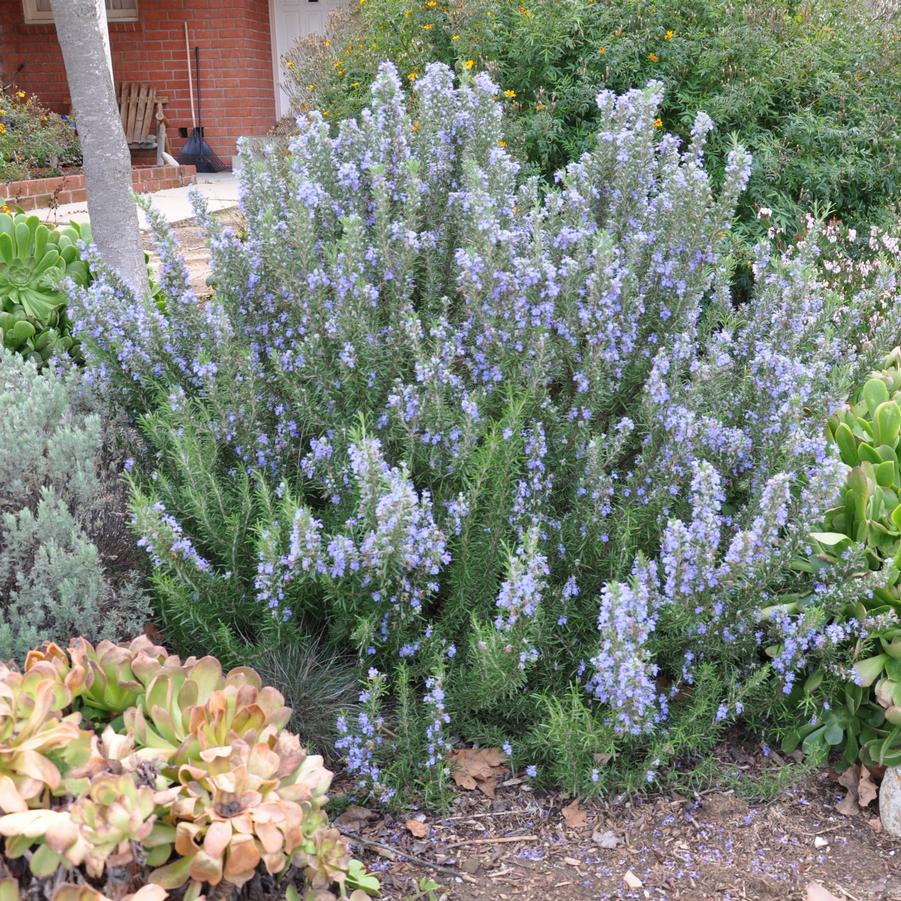 Rosmarinus officinalis Blue Spires