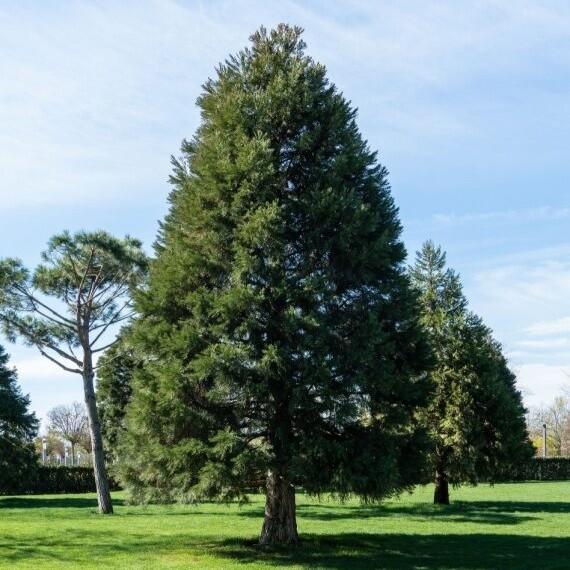 Sequoiadendron giganteum 