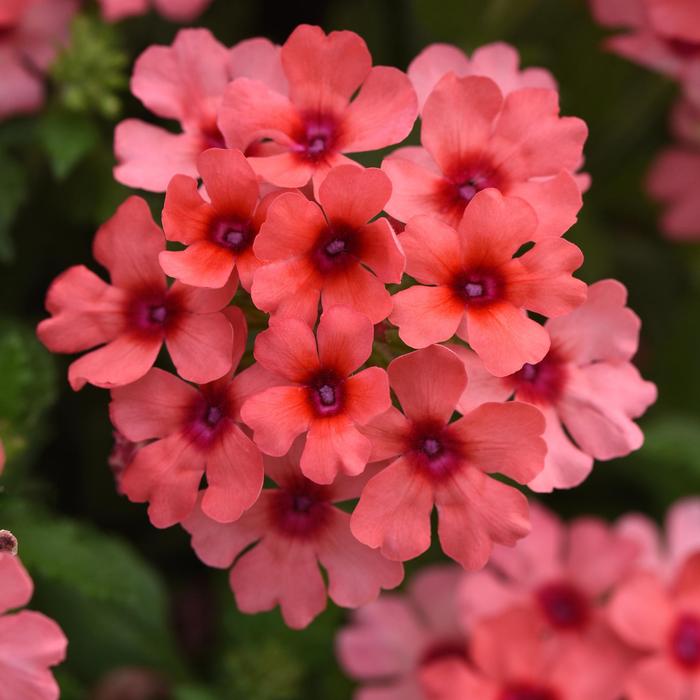 Verbena Lascar&trade; Mango Orange