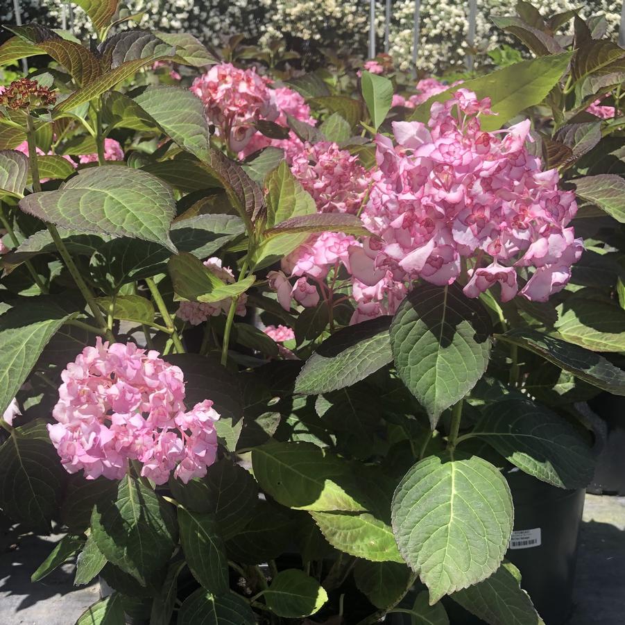 Hydrangea macrophylla Miss Saori