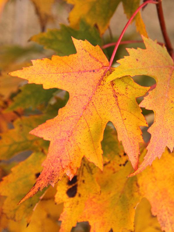 Acer rubrum Armstrong Gold&reg;