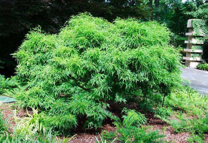 Acer buergerianum Mino yatsubusa