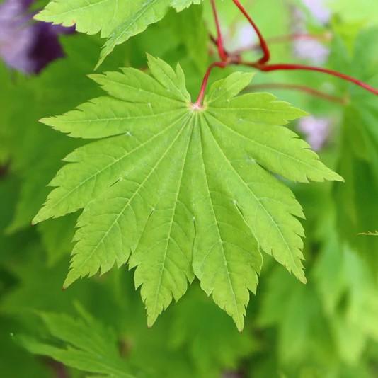 Acer japonicum O Isami